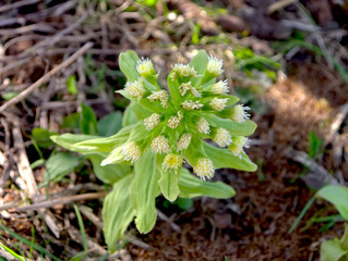成長したフキノトウ