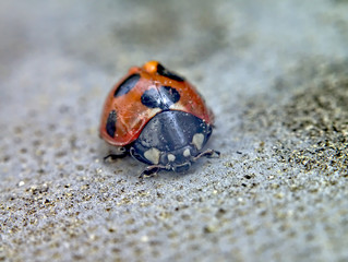 Fototapeta premium 天道虫