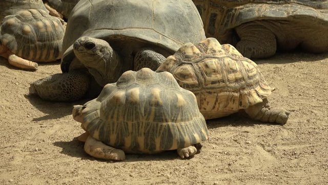 ホウシャガメ、ヒョウモンガメ、アルダブラゾウガメ/ 3 kinds of tortoises (the Radiated tortoises, the Aldabra giant tortoises, the leopard tortoises ) sunbathing all together, 4K