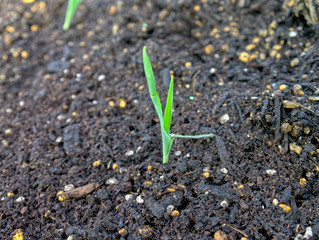 トウモロコシの芽