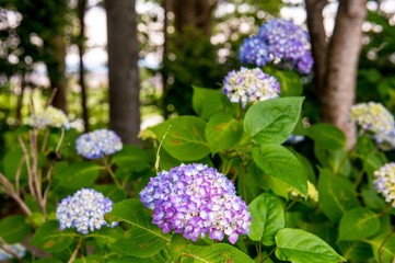 若宮八幡のアジサイ