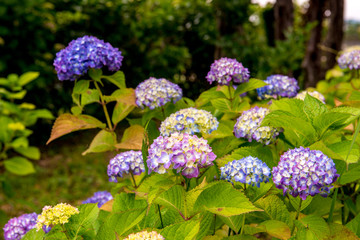 若宮八幡のアジサイ