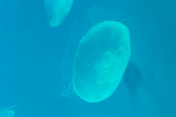 Close-up Jellyfish, Medusa in fish tank with neon light. Jellyfish is free-swimming marine coelenterate with a jellylike bell- or saucer-shaped body that is typically transparent.