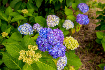 若宮八幡のアジサイ