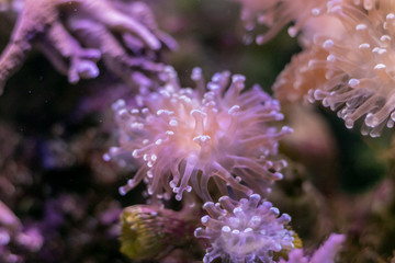 Naklejka na ściany i meble Beautiful sea flower in underwater world with corals and fish. Nature background.