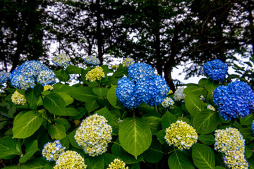 若宮八幡のアジサイ