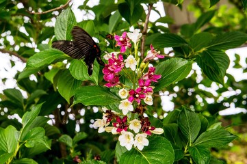 若宮八幡のアジサイ