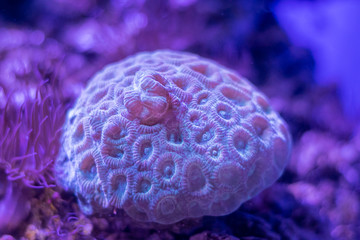 Beautiful sea flower in underwater world with corals  and fish. Nature background.