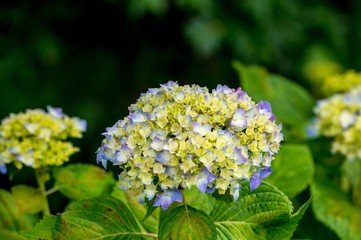 若宮八幡のアジサイ