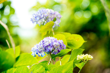 若宮八幡のアジサイ