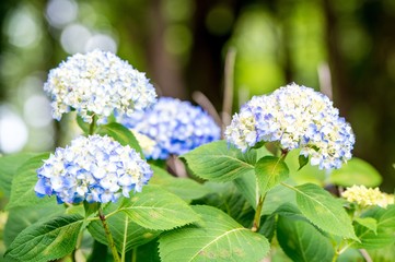 若宮八幡のアジサイ