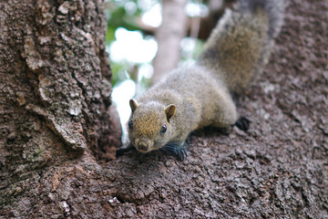 A brown squirrel is walking on a tree. Bright eyes look happy.