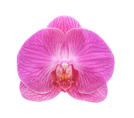 Fototapeta na wymiar Colorful pink phalaenopsis orchids flowers with line patterns blooming isolated on background with clipping path , natural ornamental plants