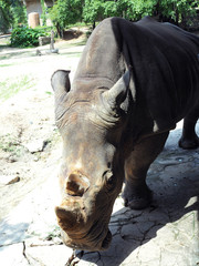 Fototapeta premium Rhino (Rhinocerotidae) open mount waiting for food in natural zoo, beautiful wildlife animal with selective focus.