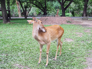 Eld's deer walk and seek for their folk in the zoo, with natural background.