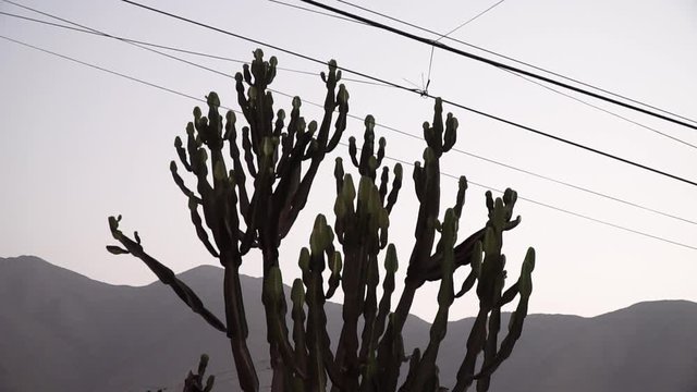 Big cactus and street cable during sunset in La Molina, Lima, Peru