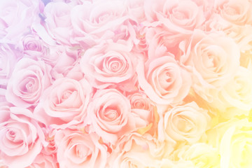 Unfocused blur rose petals,Summer blossoming delicate rose on blooming flowers festive background, pastel and soft bouquet floral card