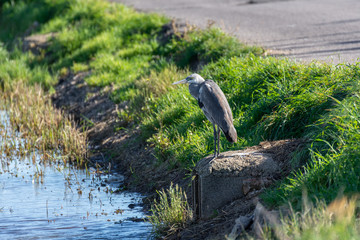 Gray Heron (Ardea Cinerea) on flooded fields of Albufera Natural Park, Valencia, Spain. Wildlife in nature.