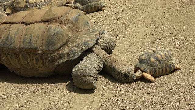 日光浴をするアルダブラゾウガメとホウシャガメ / The Aldabra giant tortoises and the Radiated tortoises sunbathing together, 4K