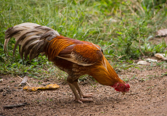 Chicken in the field at local Thailand