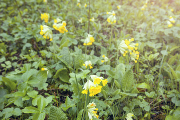 Yellow flowers in forest. Spring. Beautiful view
