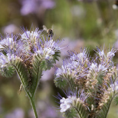 Bienenfreund Bienenschutz