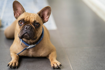 Cute french bulldog is playing sitting down in the park to let it's owner taking the picture