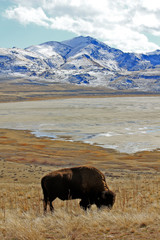 bison in yellowstone