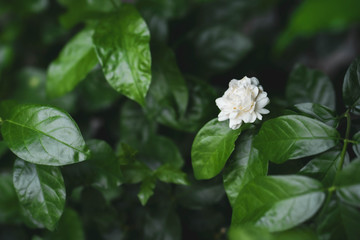 Beautiful white jasmine is blooming during summer time