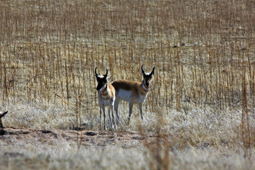 herd of fallow deer