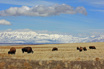 herd of buffalo grazing in the field