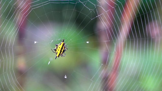 Yellow and black jewel spider waits on spiderweb, Gasteracantha fornicata