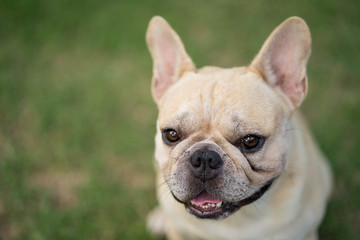 Cute french bulldog is playing sitting down in the park to let it's owner taking the picture