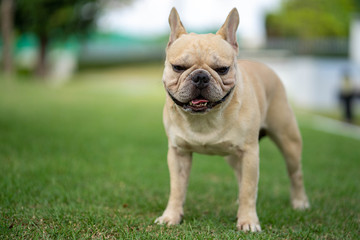 Cute french bulldog is posting picture in front of the owner.