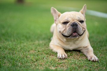 Fototapeta premium Cute french bulldog is playing sitting down in the park to let it's owner taking the picture