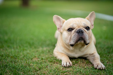 Cute french bulldog is playing sitting down in the park to let it's owner taking the picture