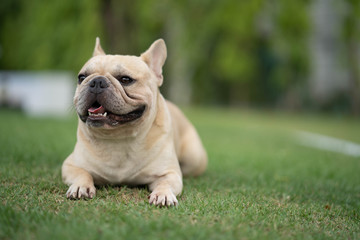 Cute french bulldog is playing sitting down in the park to let it's owner taking the picture