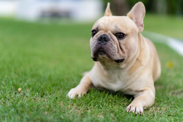 Fototapeta premium Cute french bulldog is posting picture in front of the owner.
