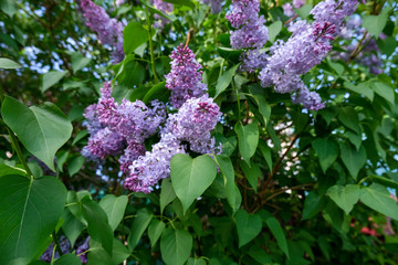 Bush lilac flower close-up. The season of flowering trees of spring.