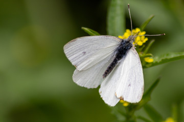 Frühlingsblumen blühen bis in den Sommer mit bezaubernder Blütenpracht in der Nahaufnahme