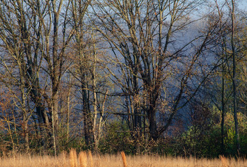 642-01 Spring Color at Field Edge