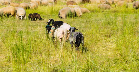 Rennende Schafe auf Weide