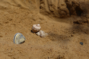 seashells lie on the sand