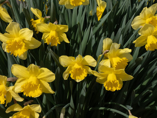 several bright yellow doffodils in full bloom