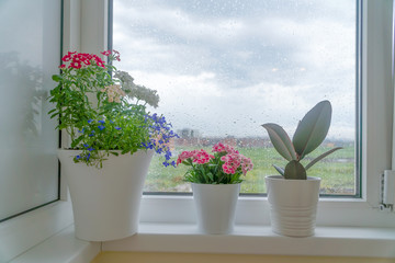 Three potted flowers on the windowsill of the balcony. The black clouds, the rain in the window, close up