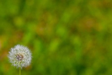 ripe dandelion with white hat on green background