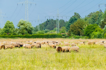 Wanderschafe Nürnberg Weide 