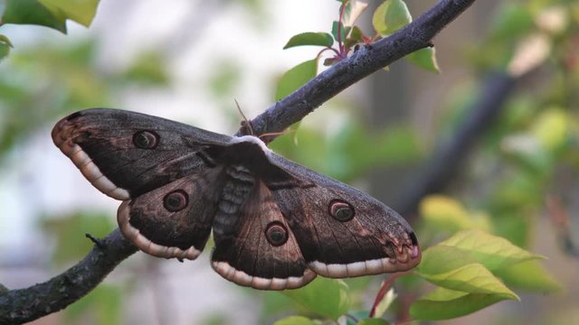 Beautiful female of the Giant peacock moth, Saturnia pyri . The largest European night butterfly. Wildlife animal. Great peacock moth, giant emperor moth, or Viennese emperor in nature habitat