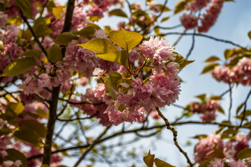 Building in Spring Season with Blossom Bloom in London UK