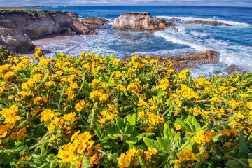 flowers on the beach